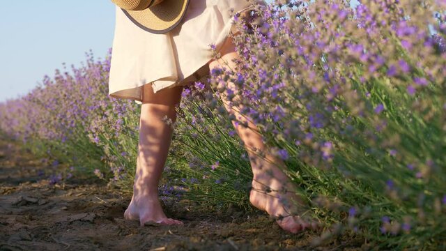 barefoot woman in lavender field, summer purple blossom, countryside rural scene, relaxed lifestyle