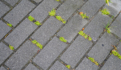 Green leaves growing among the paving slabs. New life concept.