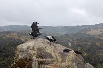 andean condor (male and female) with couple of vultures on a rock