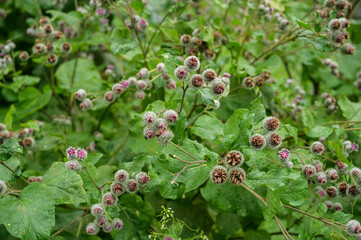 Flowers of Great Burdock (Arctium lappa). Selective focus with shallow depth of field.