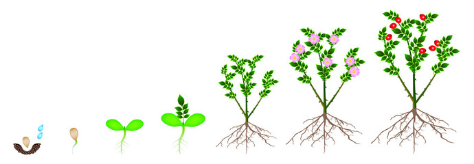 Cycle of growth of a plant of a rose hips isolated on a white background.