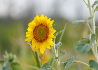 sunflower in the field