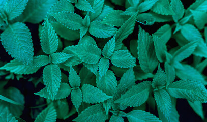 Abstract nature background - colorful leaves.