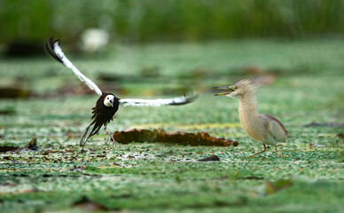 Pheasant tailed jacana fighting with pond heron  over territory