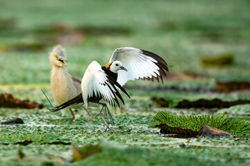 Pheasant tailed jacana fighting with pond heron  over territory