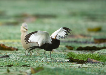 Pheasant tailed jacana fighting with pond heron  over territory