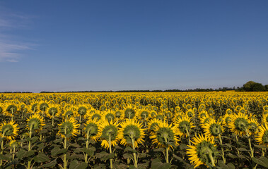 Obraz premium Blossoming sunflower field with a crop. Sunflower oil production concept