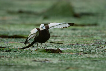 Pheasant tailed jacana on floating leafs