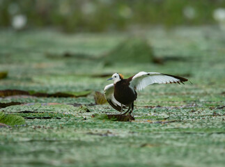 Pheasant tailed jacana on floating leafs