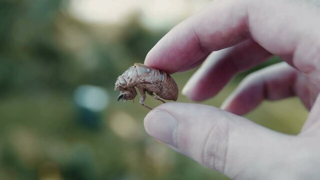 cicada exoskeleton outside summer