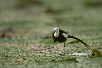 Pheasant tailed jacana on floating leafs