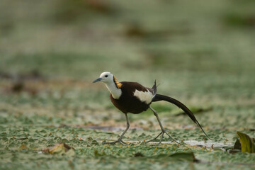 Pheasant tailed jacana on floating leafs