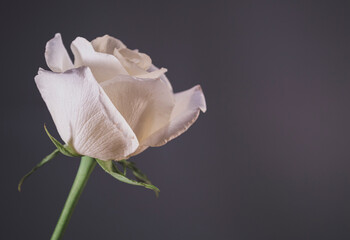 Fototapeta na wymiar White rose with gray background