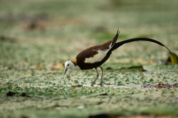 Pheasant tailed jacana on floating leafs