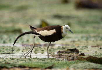 Pheasant tailed jacana on floating leafs