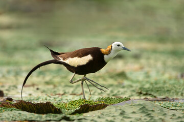 Pheasant tailed jacana on floating leafs