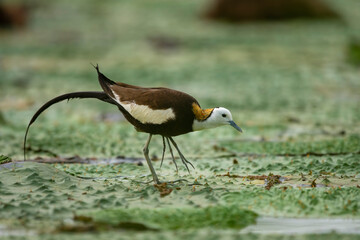 Pheasant tailed jacana on floating leafs