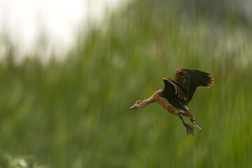 Lesser whistling duck  landing 