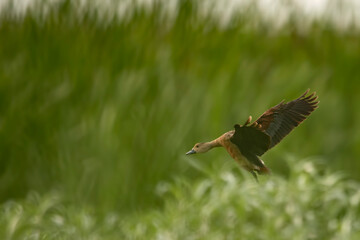 Lesser whistling duck  landing 