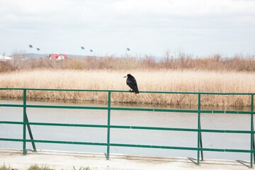 raven on a fence