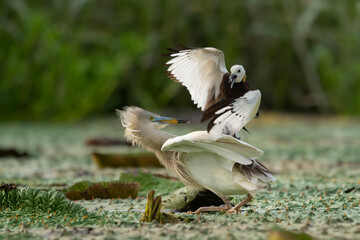 Pheasant tailed jacana fighting with pond heron  over territory