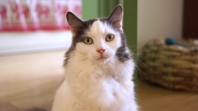 Close-up portrait of a cat. Calm sitting cat in the house looks into the eyes. Pets Videos