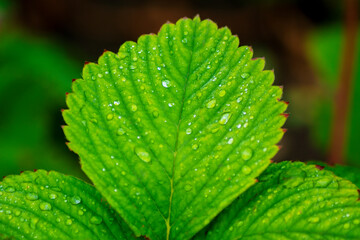 Wet strawberry leaf on the garden bed, close up, for design