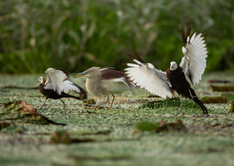 Pheasant tailed jacana fighting with pond heron  over territory
