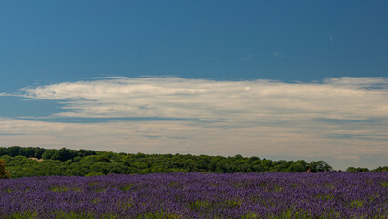 Fototapeta premium Lavender fields at Snowshill, Cotswolds Gloucestershire England UK