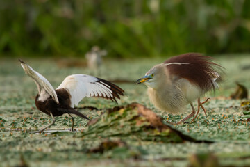 Pheasant tailed jacana fighting with pond heron  over territory