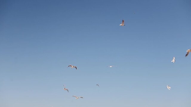 seagulls flying on cloudless blue sky Spbi. sunny birds outdoors on background. peaceful animals above sea. freedom of wildlife. clear sky and beautiful white bird