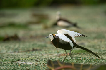 Pheasant tailed jacana fighting with pond heron over territory 