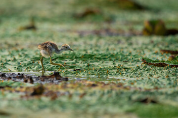 Pheasant tailed jacana Chick on floating leafs 