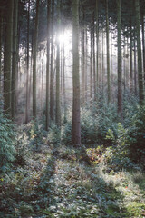 sun streams through forest