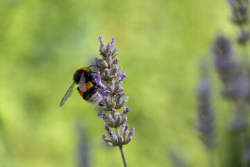 bee on pollination lavender