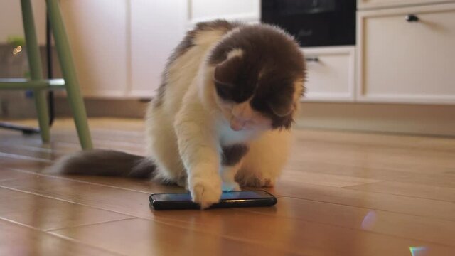 The cat is playing gadjet. Games for cats on a tablet or phone