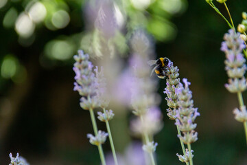 bee searching nectar lavender