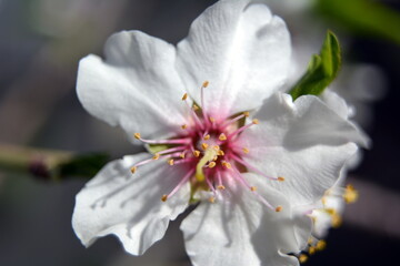 Obraz premium Delicate almond flower on a background of blue sky