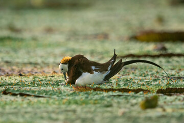 Pheasant tailed jacana laying eggs on floating leafs