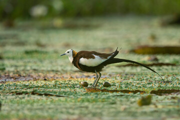 Pheasant tailed jacana laying eggs on floating leafs