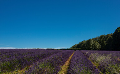 Obraz na płótnie Canvas Lavender fields at Snowshill, Cotswolds Gloucestershire England UK