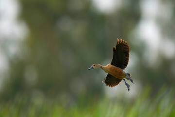 Lesser whistling duck  landing 