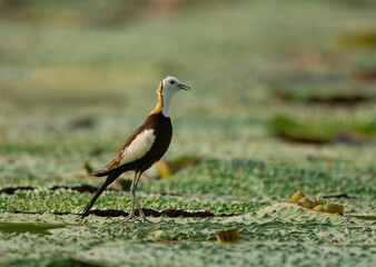 Queen of wetland bird Pheasant tailed jacana 