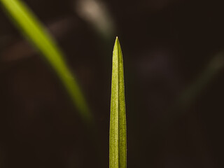 Blade of grass