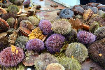 Freshly caught from the waters of the Atlantic Ocean sea shellfish