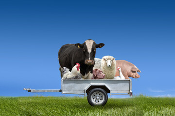 Farm animals group in trailer on green field 