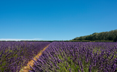 Lavender fields at Snowshill, Cotswolds Gloucestershire England UK
