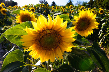Yellow sunflowers at sunset time - obrazy, fototapety, plakaty