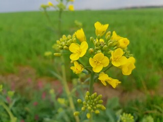 yellow flowers in the field