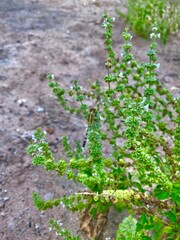 green plants in a garden